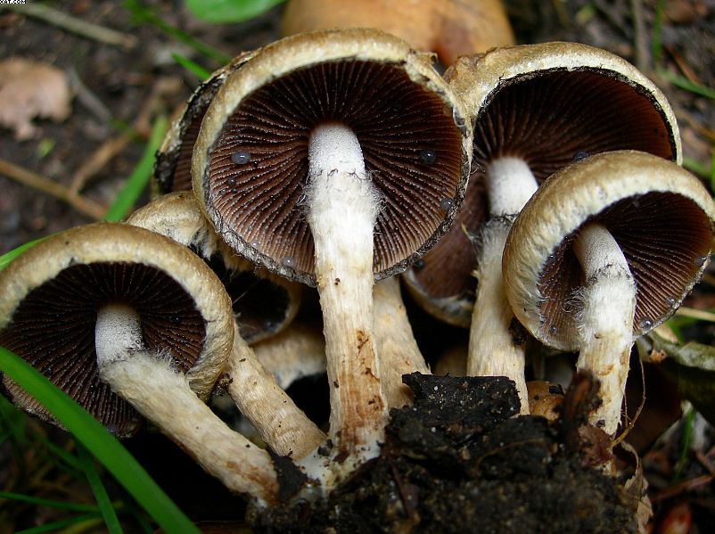 FUNGHI MISTERIOSI